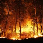 Wildfire Crisis: USDA’s Bold $23M Plan A forest engulfed in flames during the night