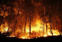 A forest engulfed in flames during the night