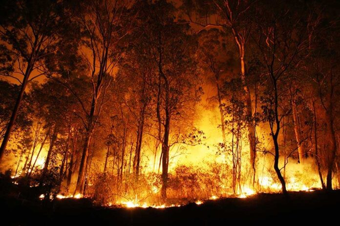 shutterstock_48032821.jpg A forest engulfed in flames during the night