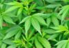 Close-up of vibrant green cannabis leaves