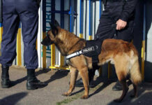Police dog standing with two officers.
