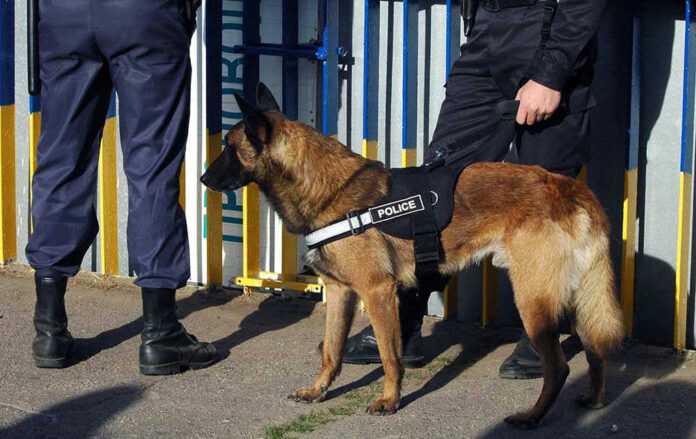 Police dog standing with two officers.
