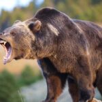 A grizzly bear roaring in a natural setting