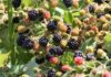 Blackberry Shipment Hides $22.5 Million Stash Close-up of ripe and unripe blackberries on a bush