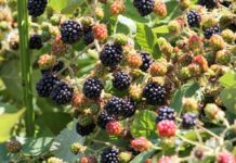 Blackberry Shipment Hides $22.5 Million Stash Close-up of ripe and unripe blackberries on a bush