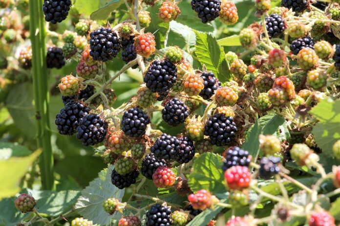 shutterstock_213284155.jpg Close-up of ripe and unripe blackberries on a bush