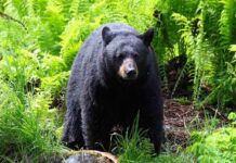 Bear Intruder Won’t Leave – Likes The HOUSE! A black bear standing in a lush green forest surrounded by ferns