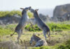 Donkeys playing on a grassy field.