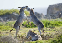 Trump PITS Democrats Against Themselves Donkeys playing on a grassy field.