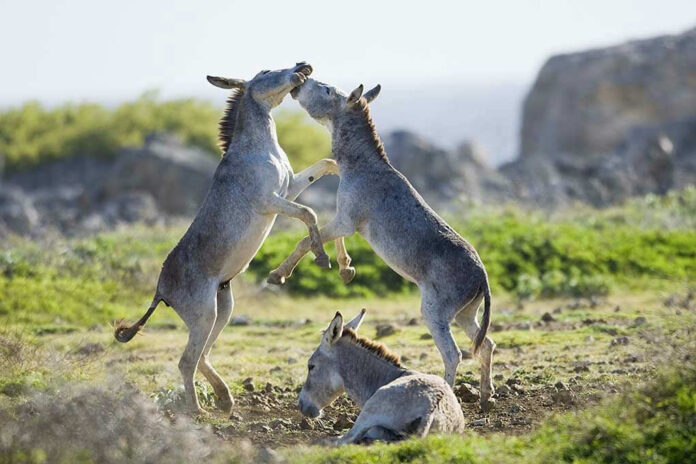 Donkeys playing on a grassy field.