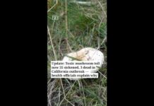Toxic mushrooms sicken 35, kill 3 in California outbreak. 'This