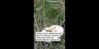 Toxic mushrooms sicken 35, kill 3 in California outbreak. 'This