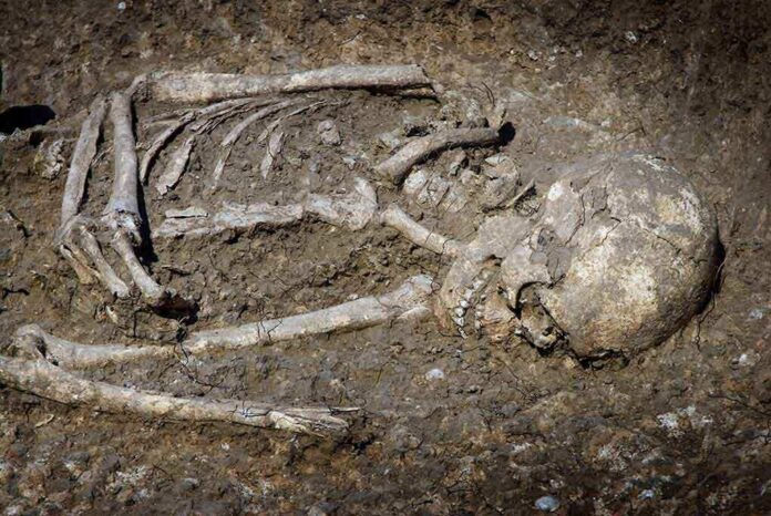 Excavated human skeleton partially embedded in soil