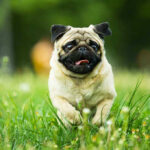 Pug running in grassy field