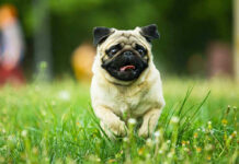Muslims vs DOGS? Pug running in grassy field