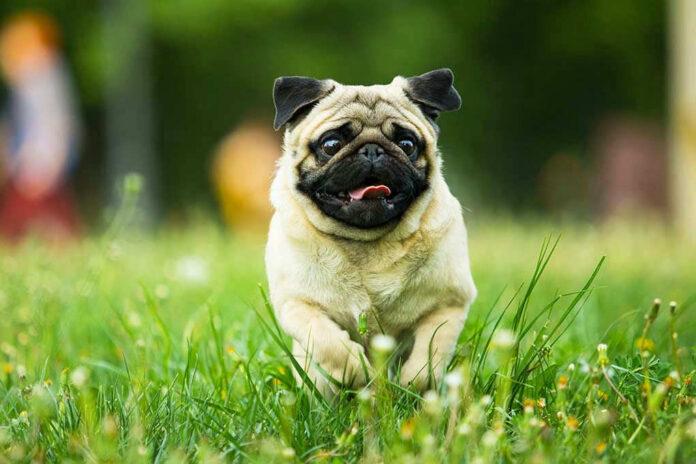 Pug running in grassy field