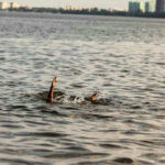 Persons hand reaching out from the water.