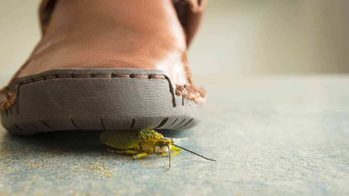 A close-up view of a shoe hovering over a green insect