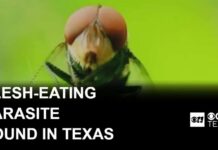 Flesh-eating New World screwworm found in Texas calf, USDA says