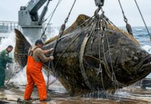 How Fishermen Makes $5.8 Million in 72 Hours Catching Giant Halibut | America’s Deadliest Catch