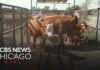 Flesh-eating screwworm parasite threatening cattle in Texas