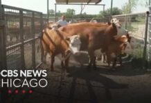 Flesh-Eating Fly Breaches Texas Flesh-eating screwworm parasite threatening cattle in Texas