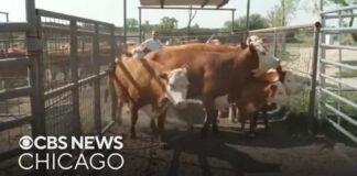 Flesh-eating screwworm parasite threatening cattle in Texas