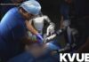 Robot Hands Inside A Living Patient Humanoid robots tested to help surgeons at UC San Diego