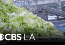 Outbreak Math Crushes Taylor Farms FDA investigates Taylor Farms amid cyclosporiasis outbreak