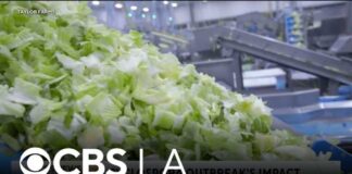 FDA investigates Taylor Farms amid cyclosporiasis outbreak