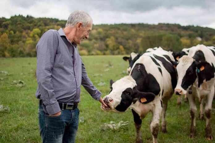 Man petting a black-and-white cow in a grassy field