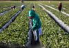 American Farmers Are Fighting Back After Years of Crushing Costs Farm worker tending crop rows with a hoe