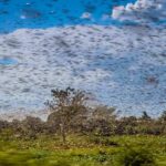 Flesh‑Eating Fly Returns — Texas on Edge Swarm of locusts over a green field